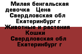 Милая бенгальская девочка › Цена ­ 15 000 - Свердловская обл., Екатеринбург г. Животные и растения » Кошки   . Свердловская обл.,Екатеринбург г.